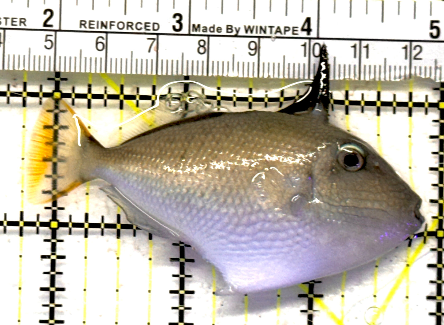 Goldenback Triggerfish GT092102 WYSIWYG Size: L 3" approx