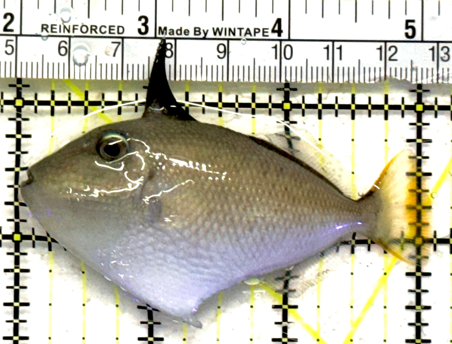 Goldenback Triggerfish GT092102 WYSIWYG Size: L 3" approx