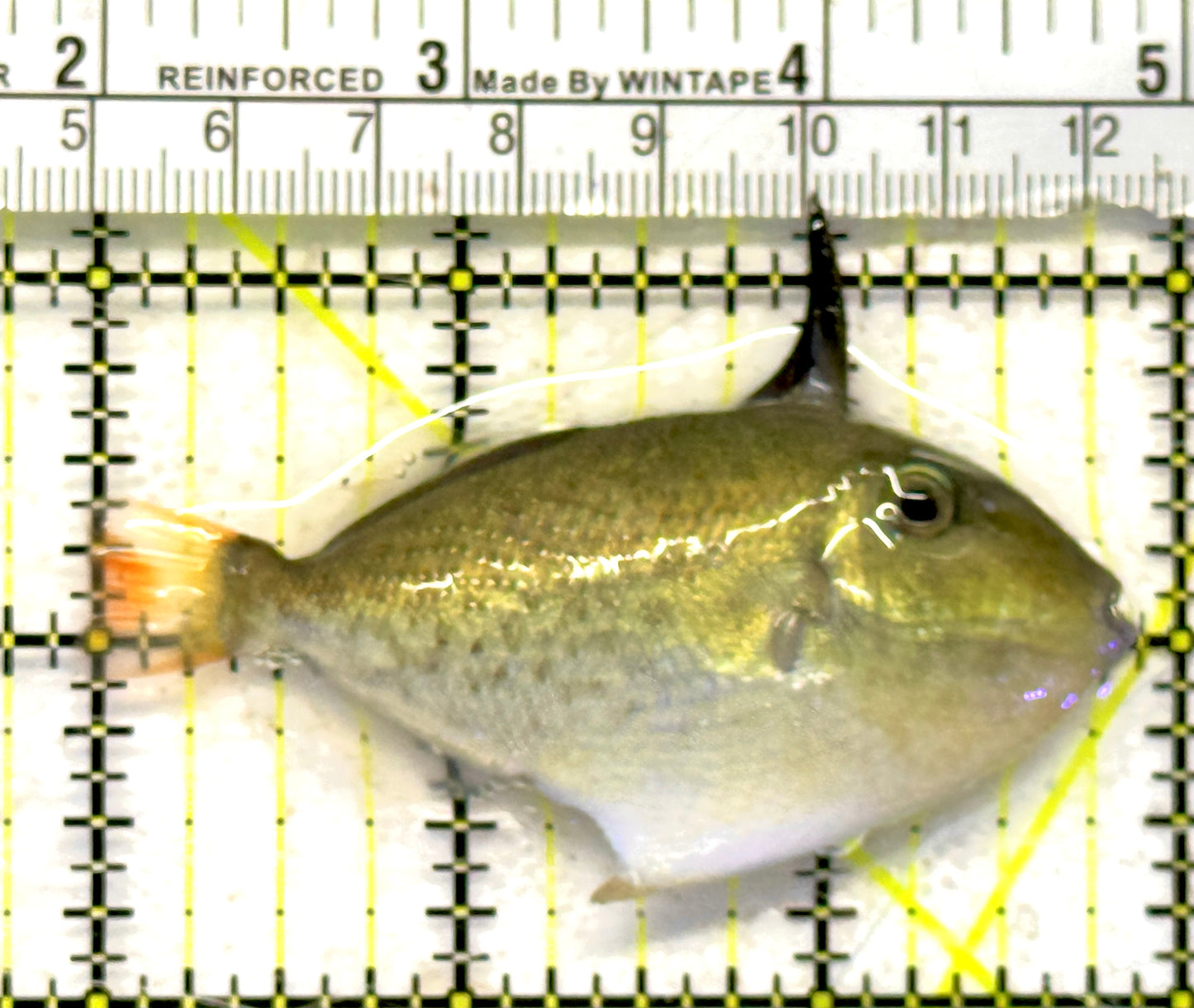 Goldenback Triggerfish GT092103 WYSIWYG Size: M (Juvenile 3") approx