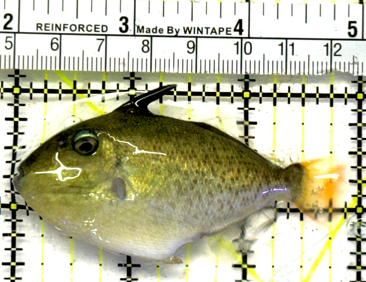 Goldenback Triggerfish GT092103 WYSIWYG Size: M (Juvenile 3") approx