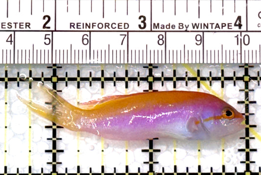 Carberryi Anthias CA110101 WYSIWYG Size: 2.5"