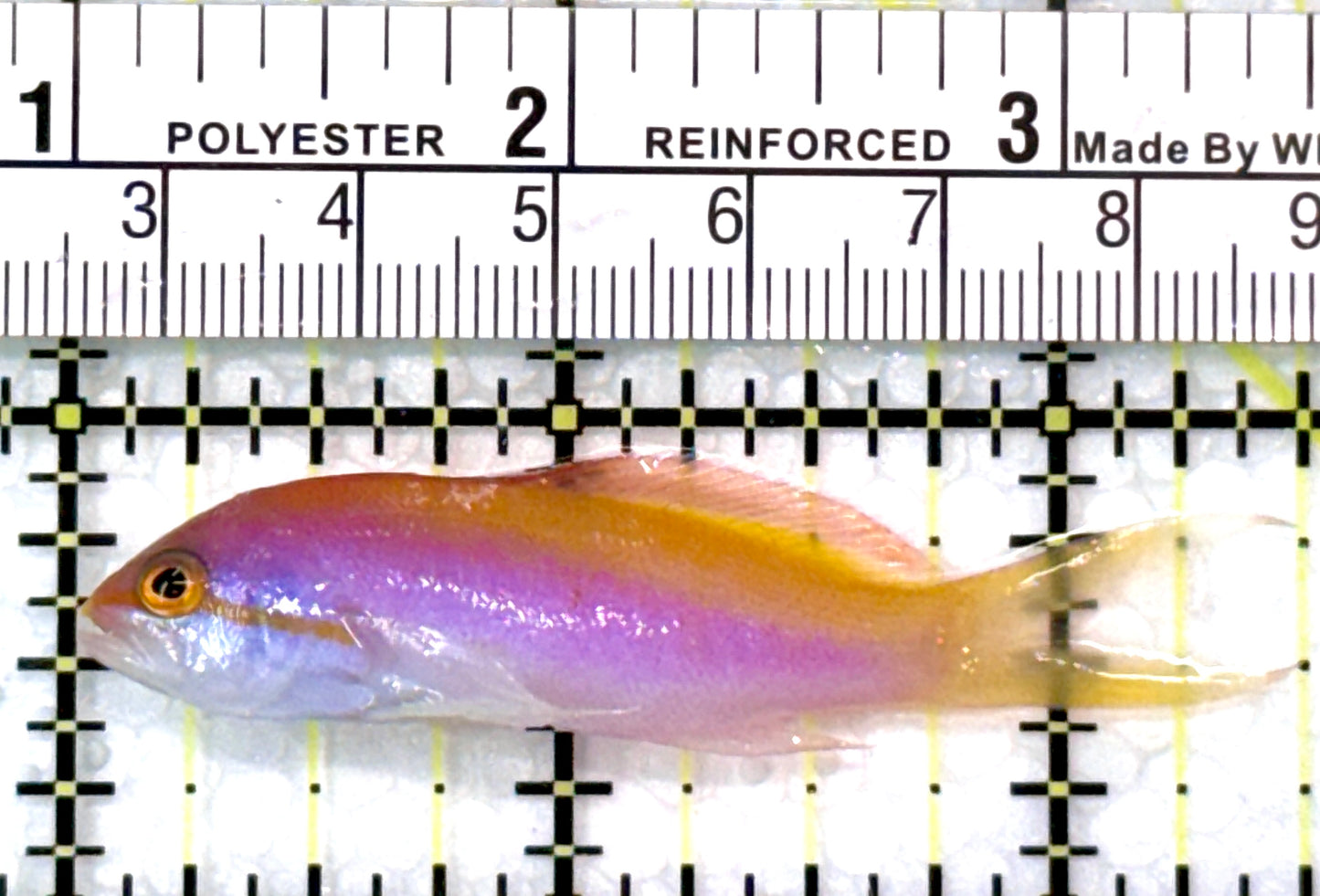 Carberryi Anthias CA110101 WYSIWYG Size: 2.5"