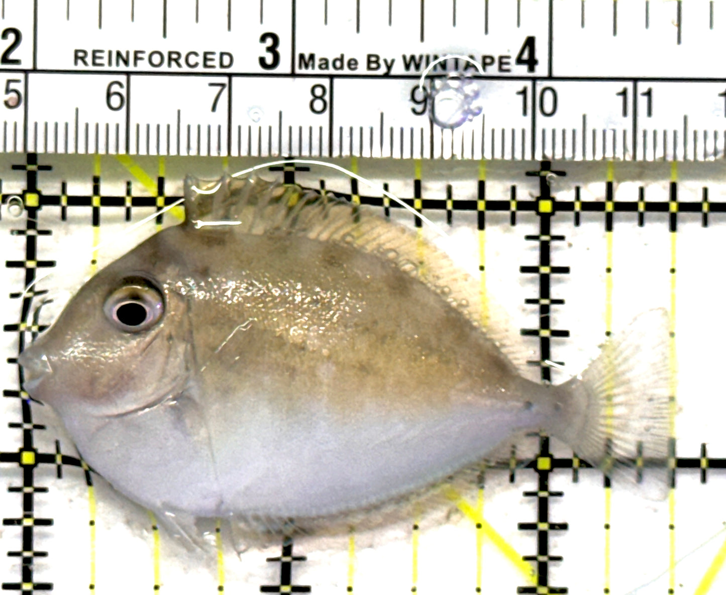 Unicorn Tang UT092102 WYSIWYG Size: S 2.5" approx