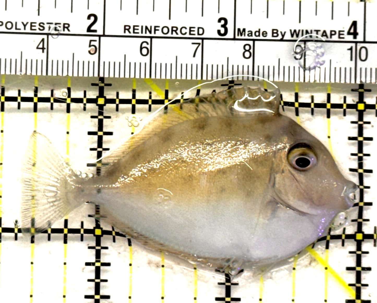 Unicorn Tang UT092102 WYSIWYG Size: S 2.5" approx