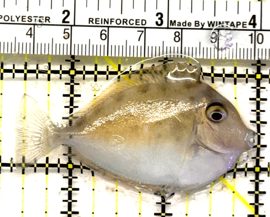 Unicorn Tang UT092102 WYSIWYG Size: S 2.5" approx