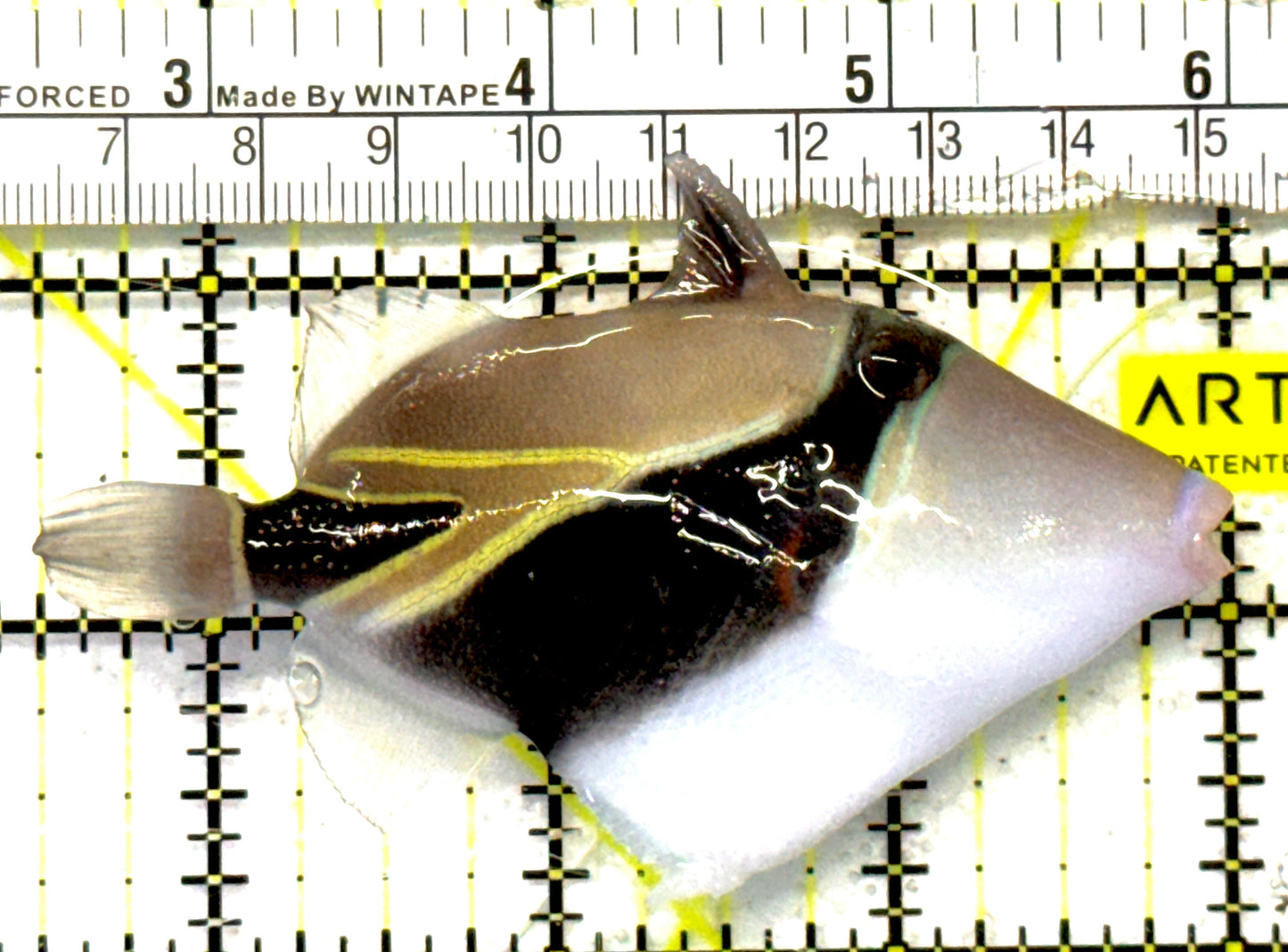Rectangle Triggerfish RT092101 WYSIWYG Size: ML 3.5" approx