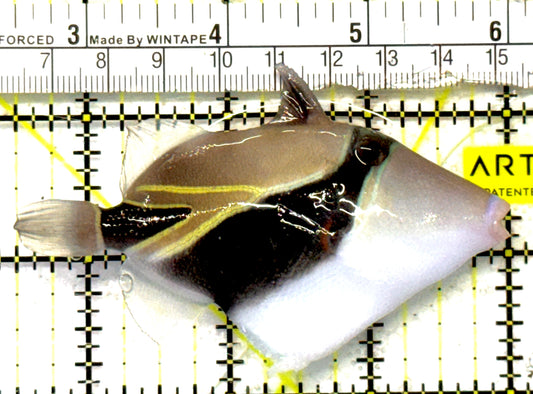Rectangle Triggerfish RT092101 WYSIWYG Size: ML 3.5" approx
