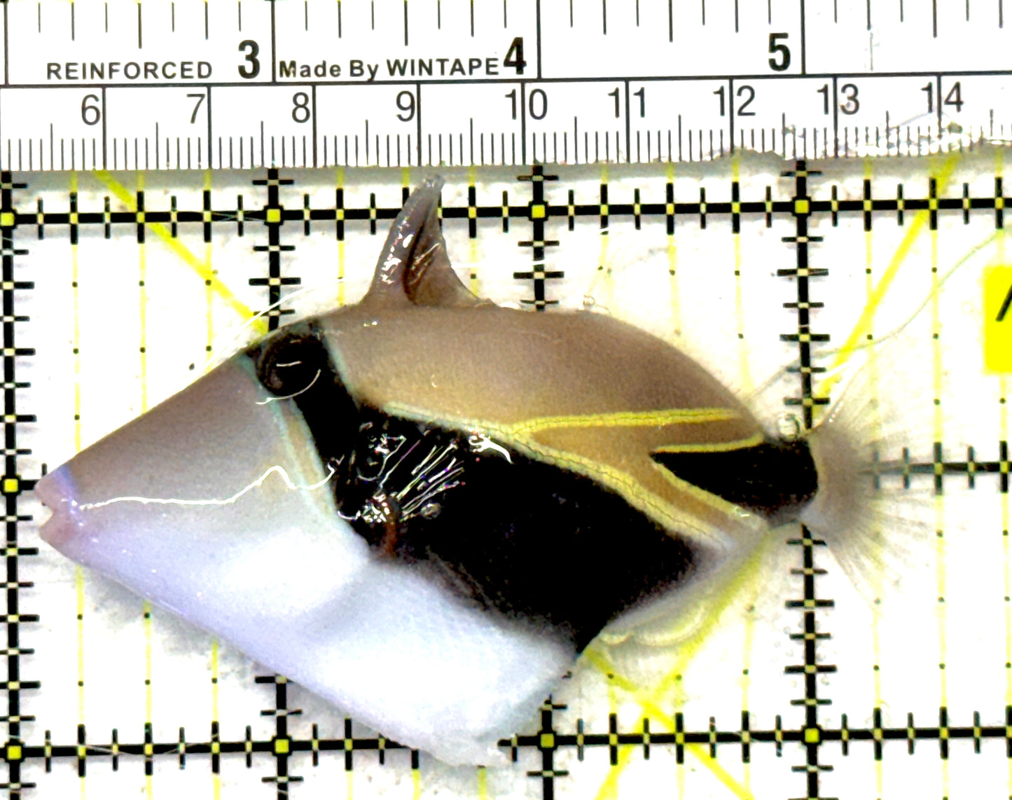 Rectangle Triggerfish RT092101 WYSIWYG Size: ML 3.5" approx