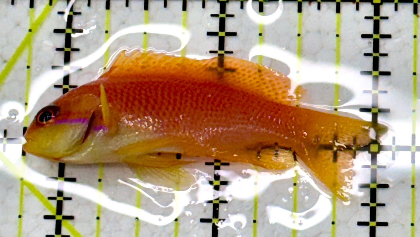 Female Lyretail Anthias (Maldives) FLA110101 WYSIWYG Size: M 2.25"