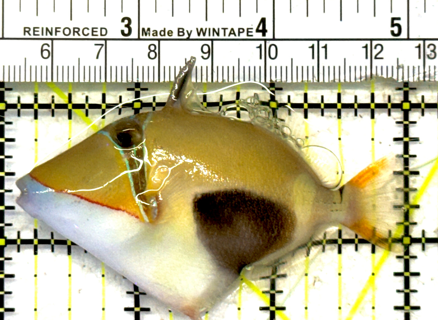 Bursa Triggerfish BT092101 WYSIWYG Size: M 3" approx
