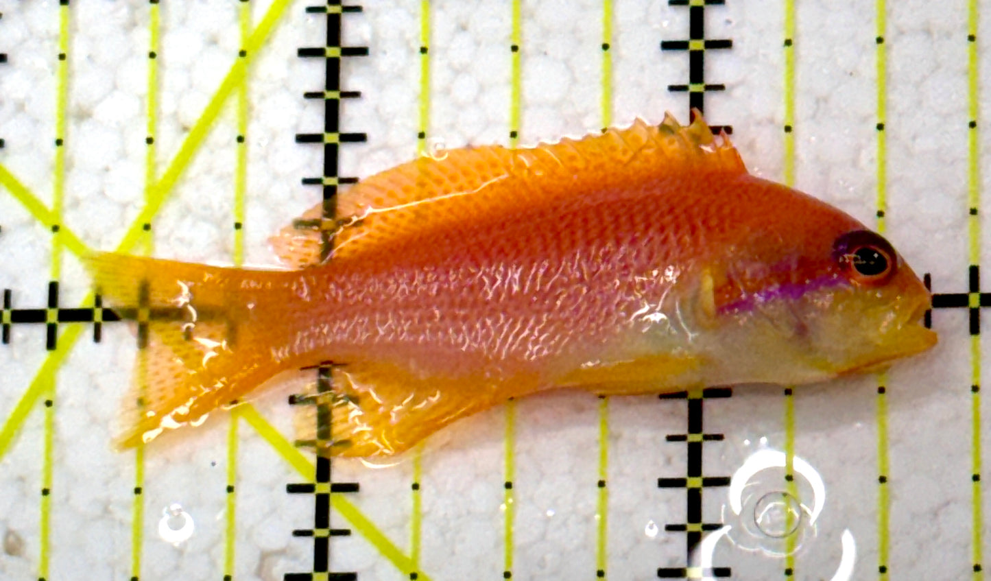 Female Lyretail Anthias (Maldives) FLA110101 WYSIWYG Size: M 2.25"