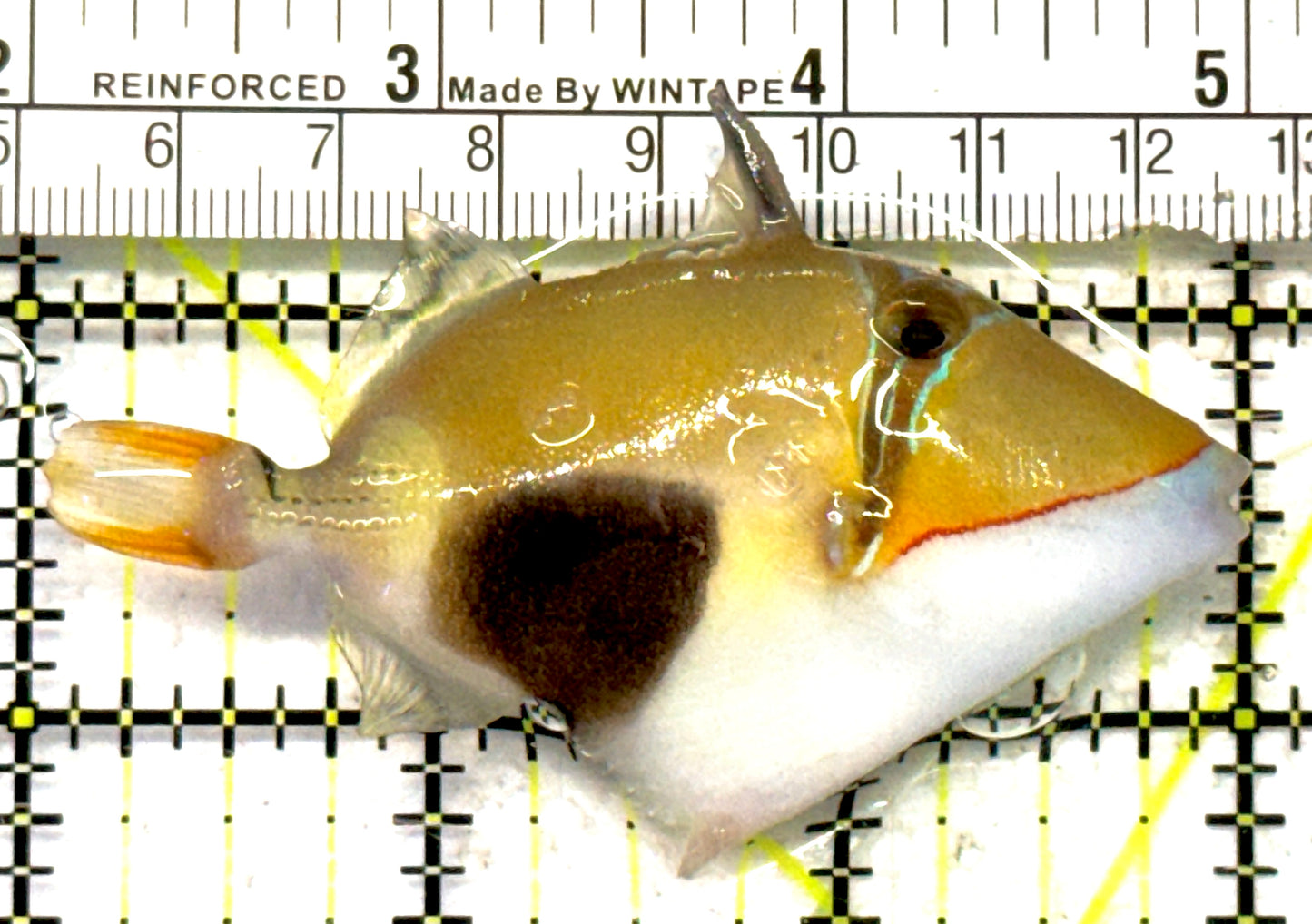 Bursa Triggerfish BT092101 WYSIWYG Size: M 3" approx