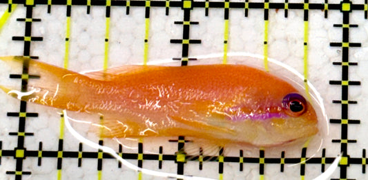 Female Lyretail Anthias (Maldives) FLA110102 WYSIWYG Size: S 2"
