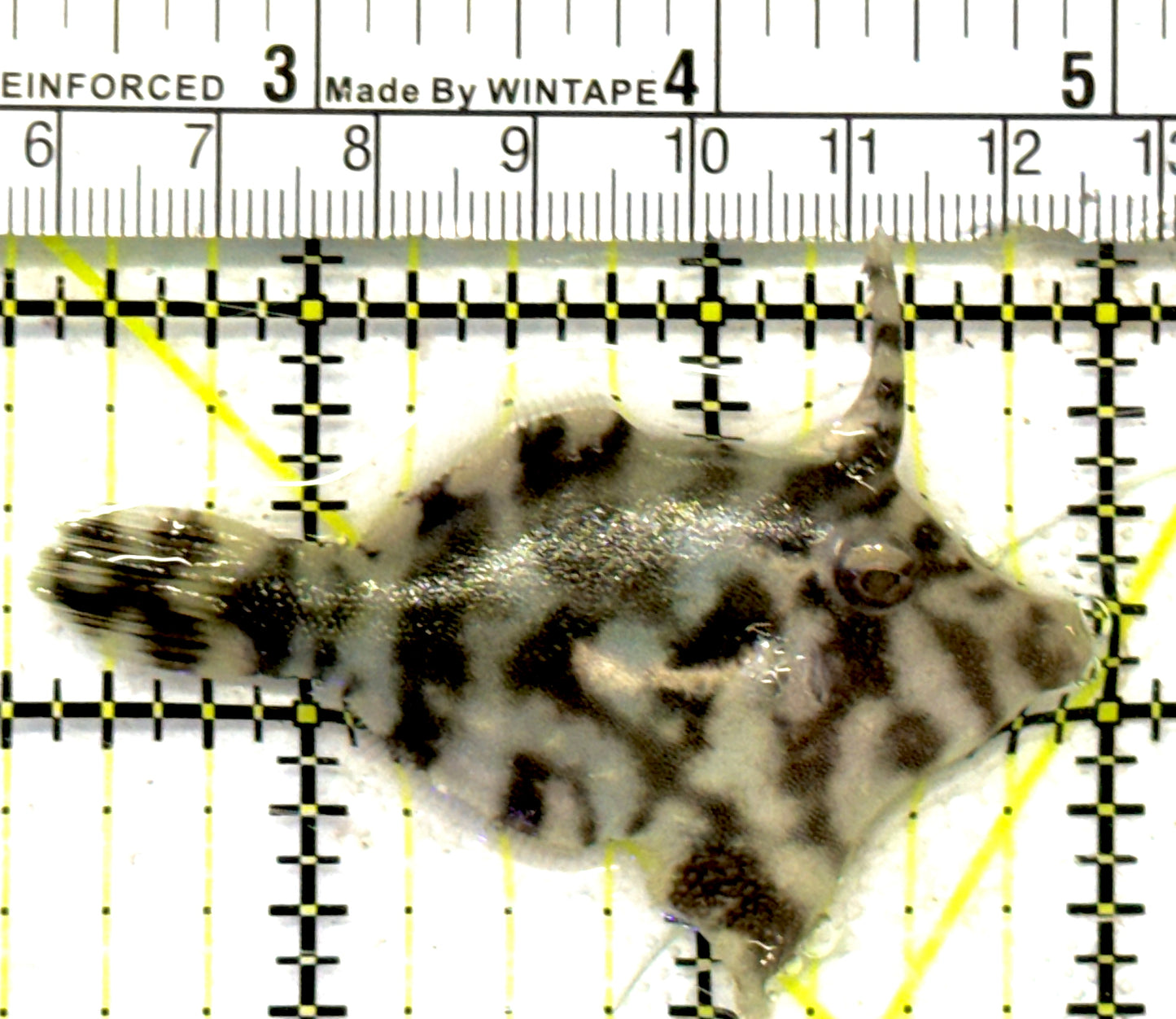 Aiptasia Eating Filefish AEF092101 WYSIWYG Size: M 2.75" approx