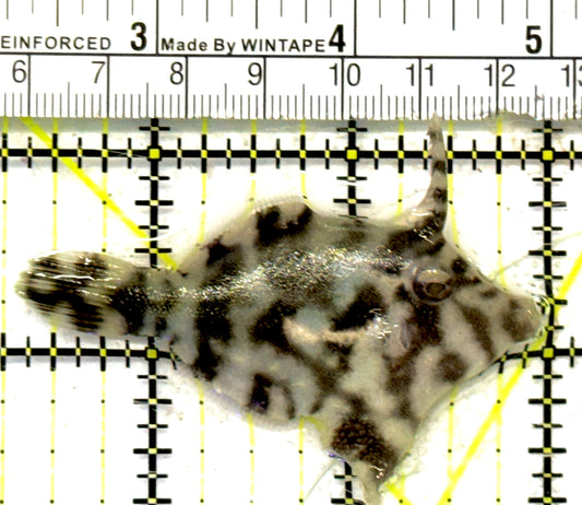 Aiptasia Eating Filefish AEF092101 WYSIWYG Size: M 2.75" approx