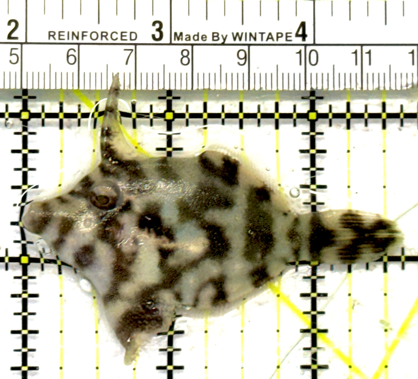 Aiptasia Eating Filefish AEF092101 WYSIWYG Size: M 2.75" approx