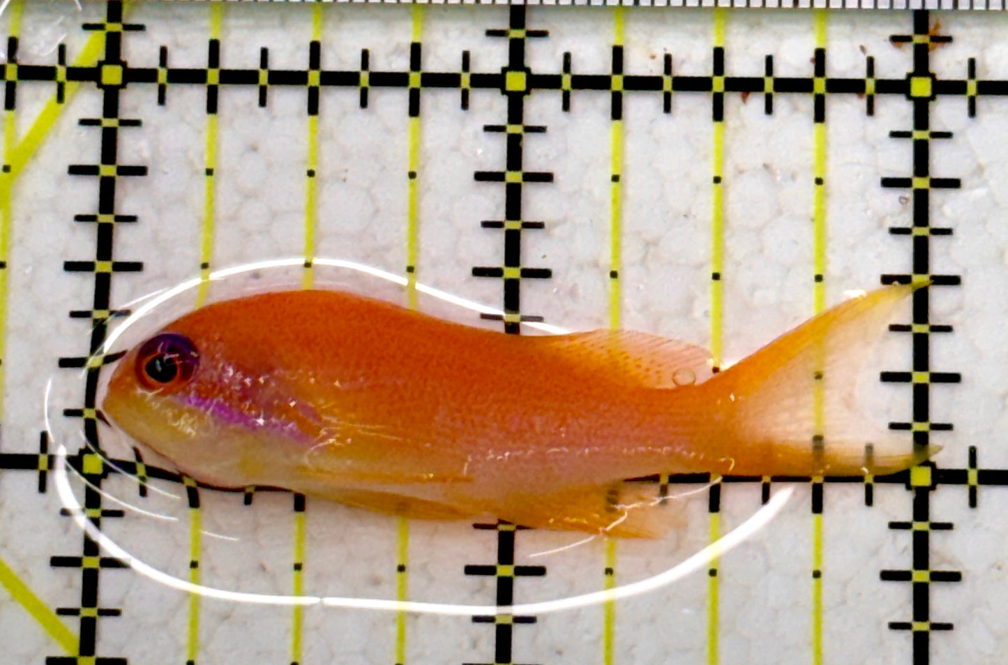 Female Lyretail Anthias (Maldives) FLA110102 WYSIWYG Size: S 2"