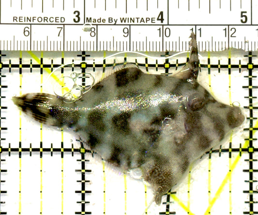 Aiptasia Eating Filefish AEF092102 WYSIWYG Size: M 2.75" approx