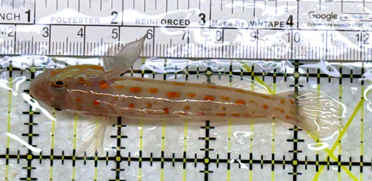 Diamond Watchman Goby DWG110101 WYSIWYG Size: L 3.5"