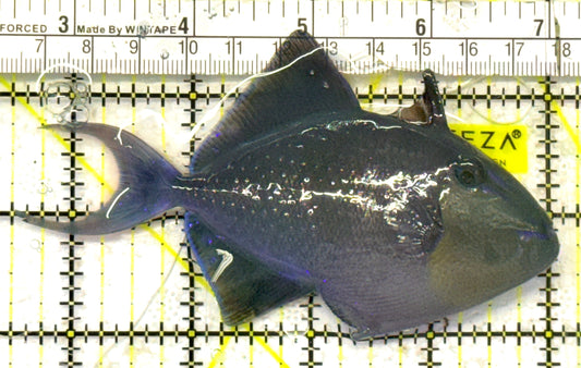Niger Triggerfish NT092101 WYSIWYG Size: ML 4.5" approx