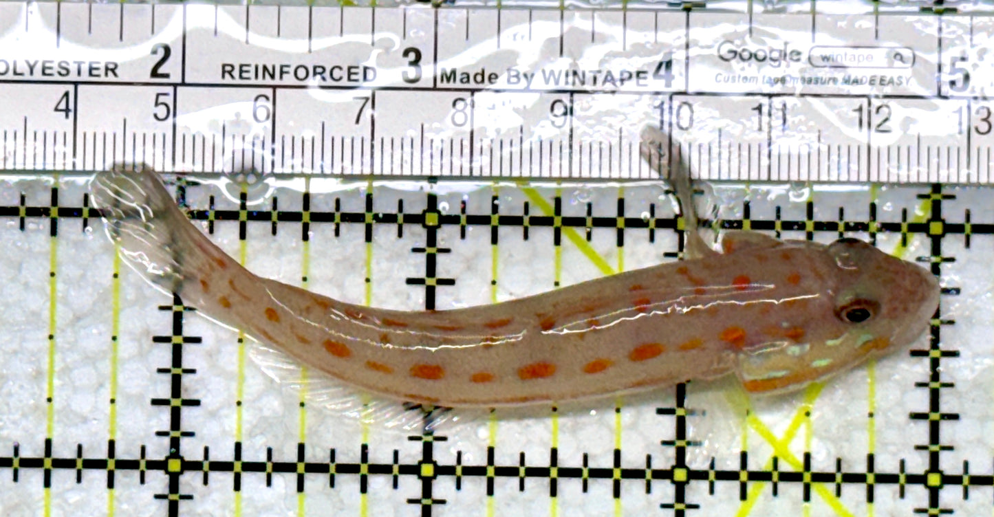 Diamond Watchman Goby DWG110101 WYSIWYG Size: L 3.5"