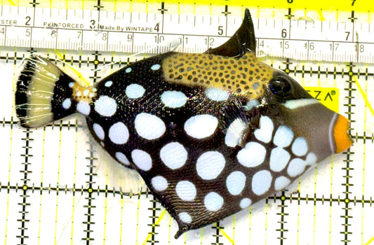 Clown Triggerfish CT092102 WYSIWYG Size: L 5.25" approx