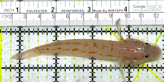 Diamond Watchman Goby DWG110102 WYSIWYG Size: XL 4.25"