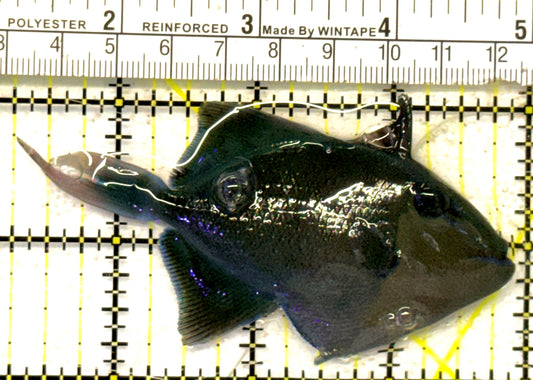 Niger Triggerfish NT092102 WYSIWYG Size: ML 3.75" approx