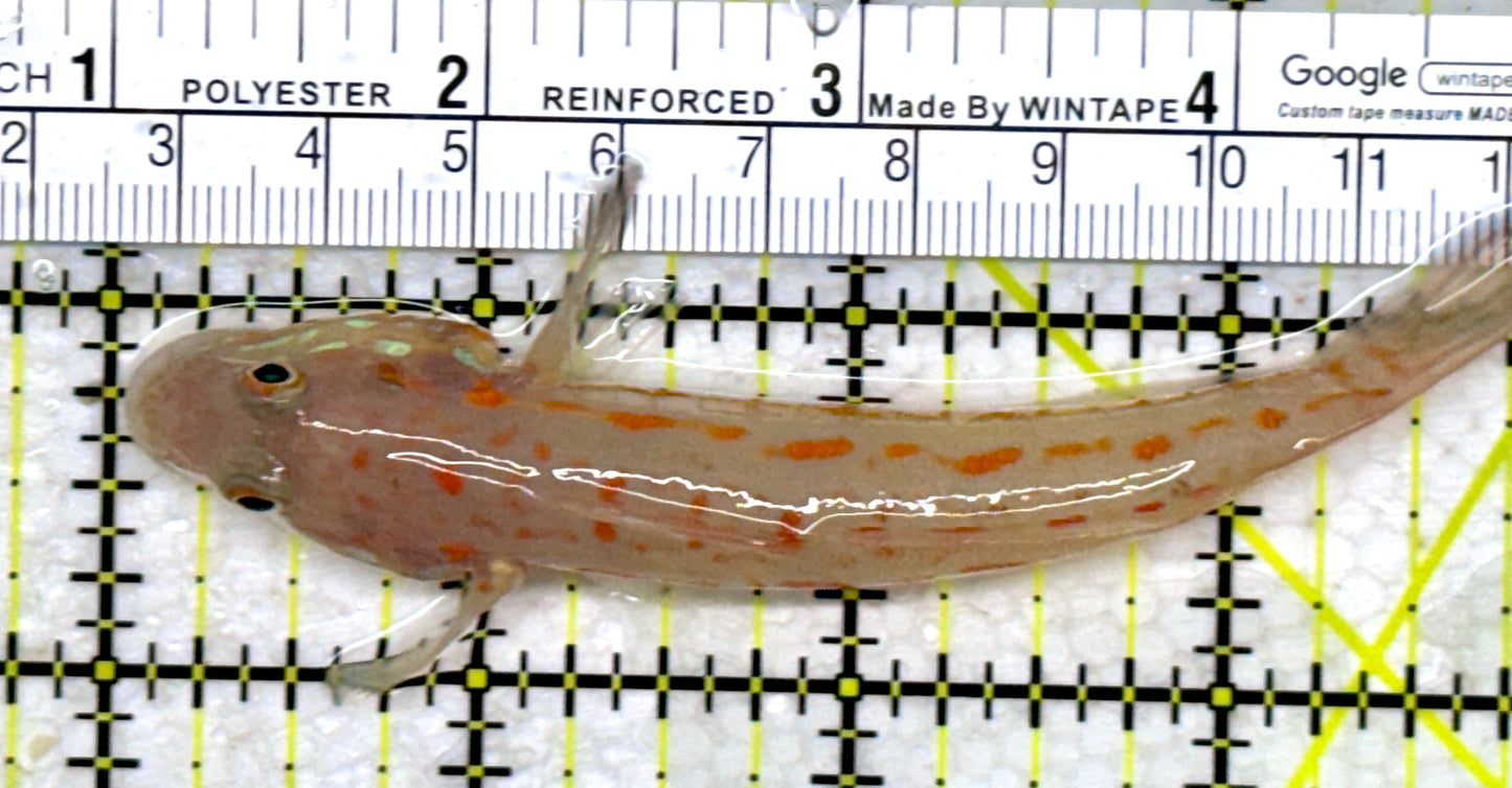 Diamond Watchman Goby DWG110102 WYSIWYG Size: XL 4.25"