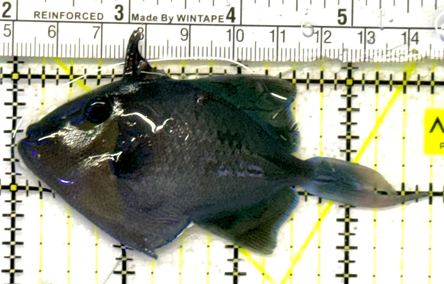 Niger Triggerfish NT092102 WYSIWYG Size: ML 3.75" approx