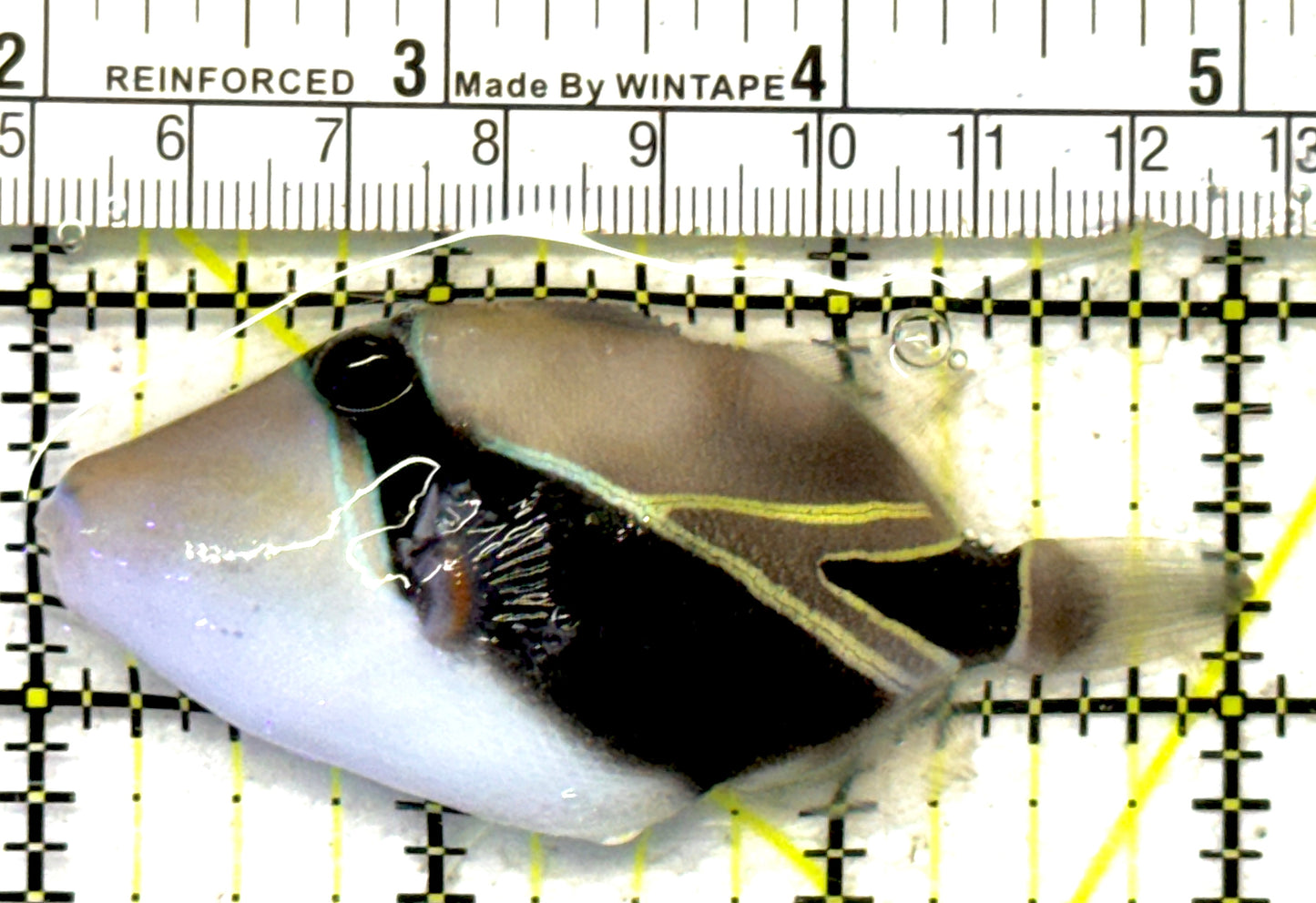 Rectangle Triggerfish RT092102 WYSIWYG Size: ML 3" approx
