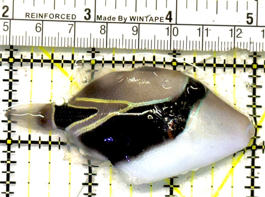 Rectangle Triggerfish RT092102 WYSIWYG Size: ML 3" approx