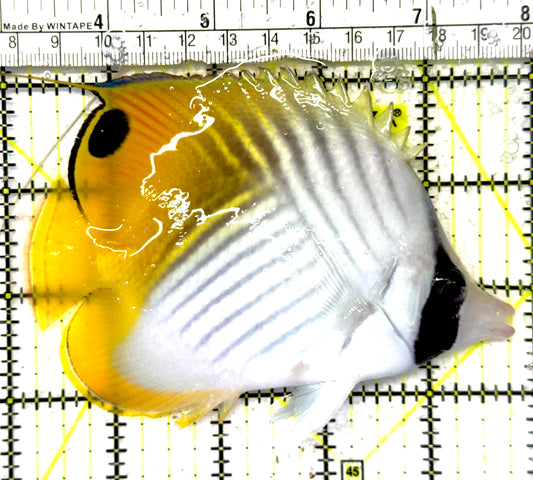 Auriga Butterflyfish AB092101 WYSIWYG Size: XL 4.75" approx