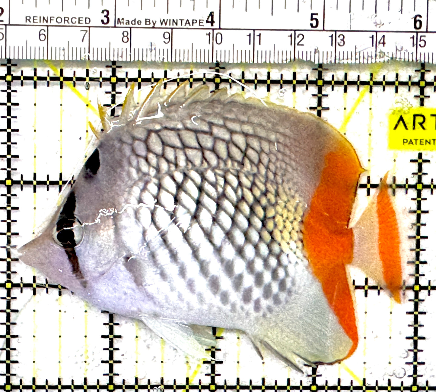 Pearlscale Butterflyfish PB092101 WYSIWYG Size: M 4" approx
