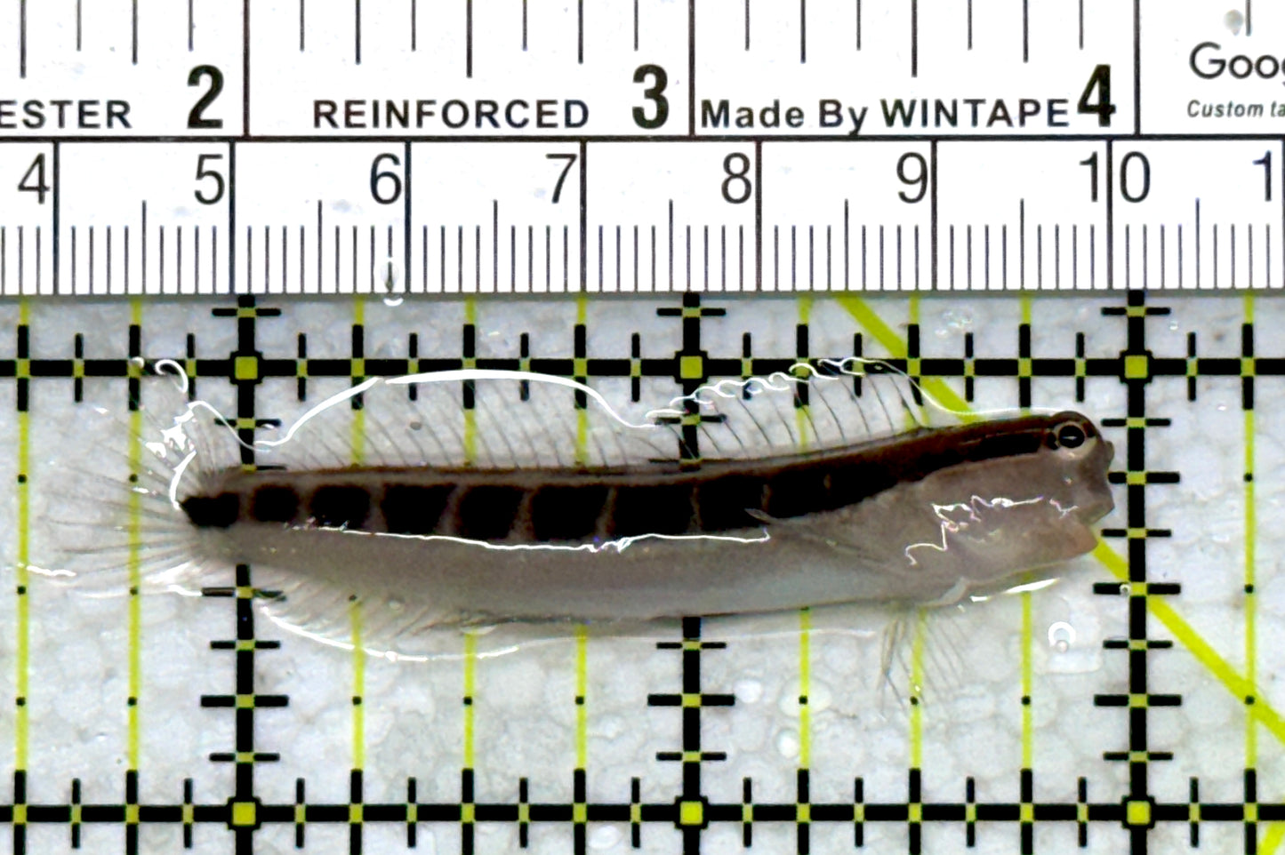 Linear Blenny LB110101 WYSIWYG Size: L 2.5"