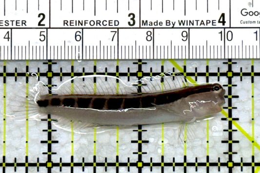 Linear Blenny LB110101 WYSIWYG Size: L 2.5"