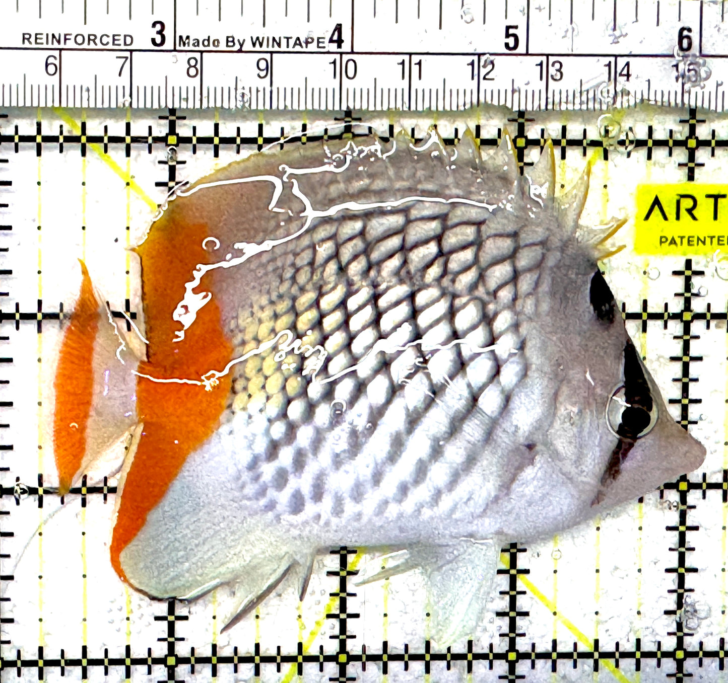 Pearlscale Butterflyfish PB092101 WYSIWYG Size: M 4" approx