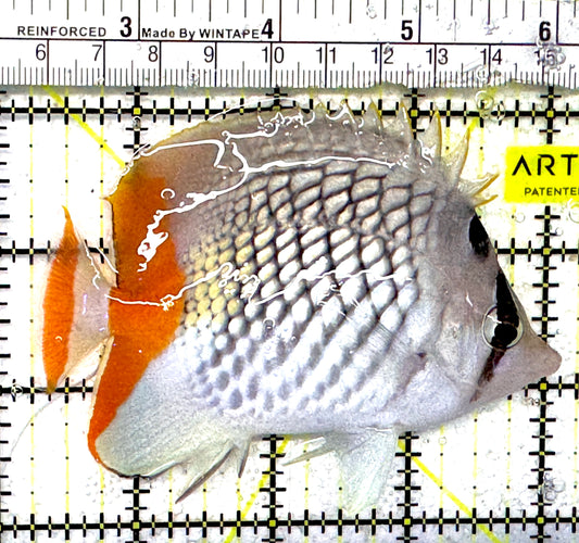 Pearlscale Butterflyfish PB092101 WYSIWYG Size: M 4" approx