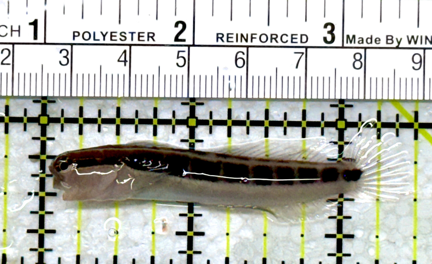 Linear Blenny LB110101 WYSIWYG Size: L 2.5"