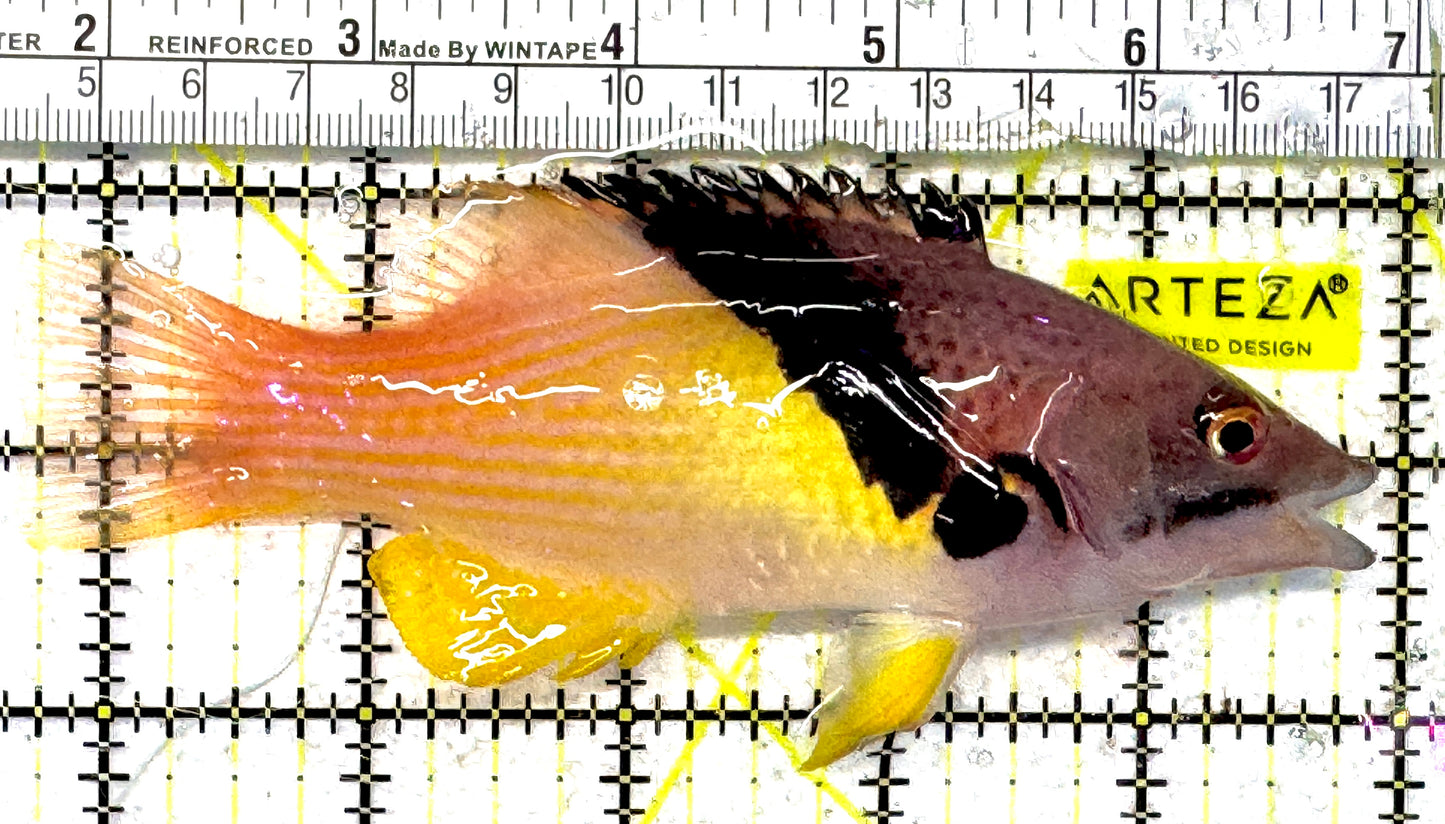 Eclipse Hogfish EH092101 WYSIWYG Size: L 5.25" approx