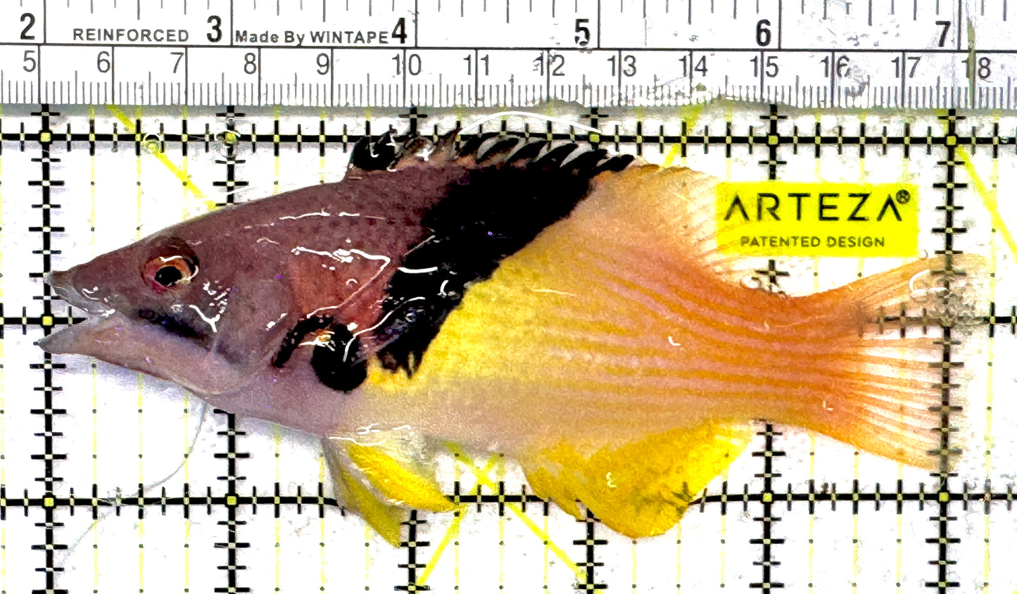 Eclipse Hogfish EH092101 WYSIWYG Size: L 5.25" approx