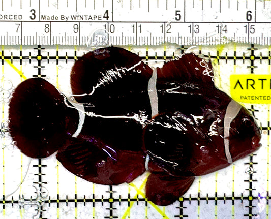 White Stripe Maroon Clownfish WSMC092101 WYSIWYG Size: L 3.5" approx