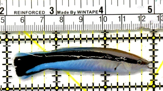 Blue Cleaner Wrasse BCW092101 WYSIWYG Size: XL 3" approx