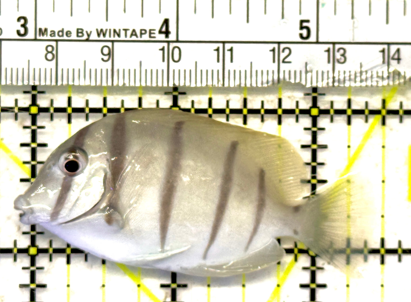 Convict Tang CT092101 WYSIWYG Size: S 2.5" approx