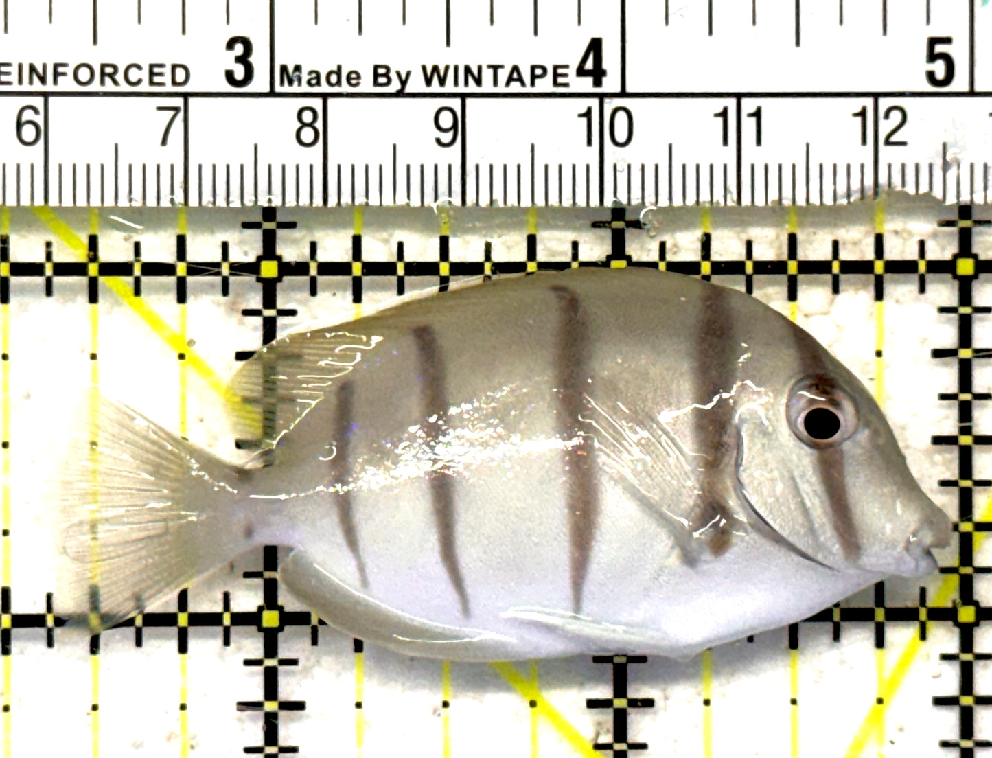Convict Tang CT092101 WYSIWYG Size: S 2.5" approx