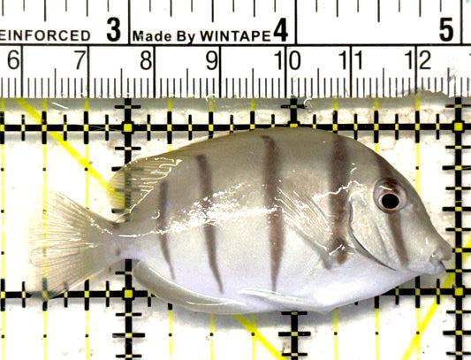 Convict Tang CT092101 WYSIWYG Size: S 2.5" approx