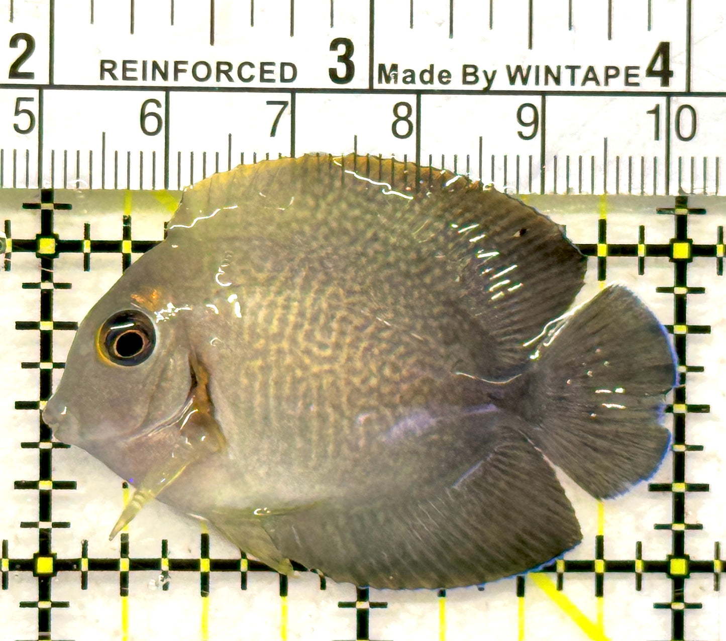 Chronixis Mimic Tang CMT092101 WYSIWYG Size: S 2" approx