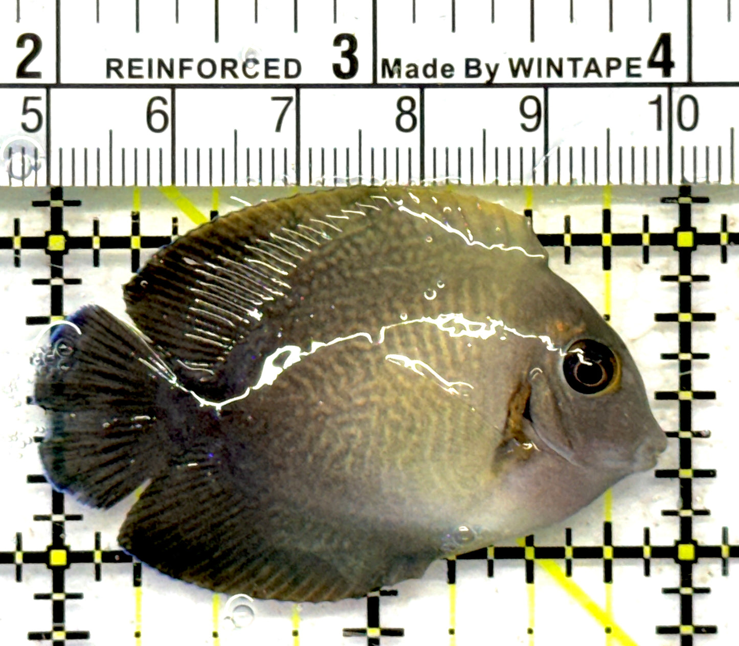 Chronixis Mimic Tang CMT092101 WYSIWYG Size: S 2" approx