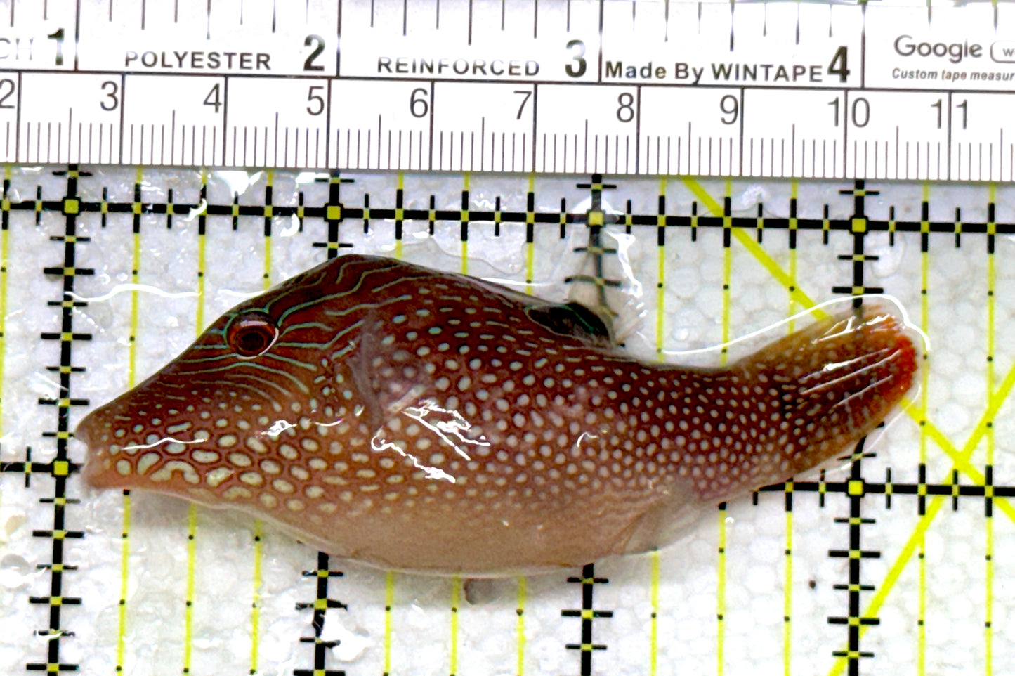 Blue Spot Toby Pufferfish BSTP110102 WYSIWYG Size: XL 3.25"