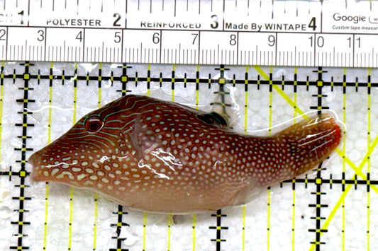 Blue Spot Toby Pufferfish BSTP110102 WYSIWYG Size: XL 3.25"